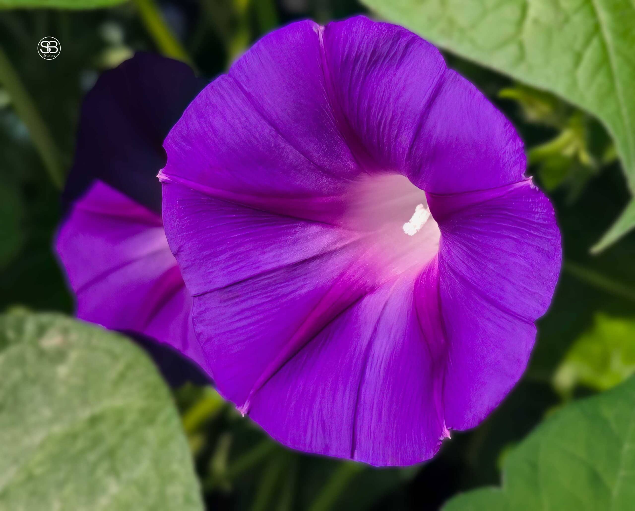 Aurora’s Whisper—Ephemeral Grace in Violet by SB Studios, Delmarva Peninsula Summer 2025