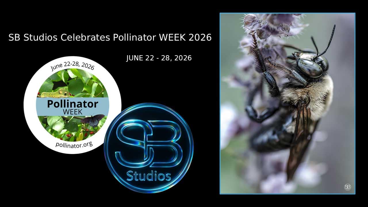 SB Studios Celebrates Pollinator WEEK 2026
