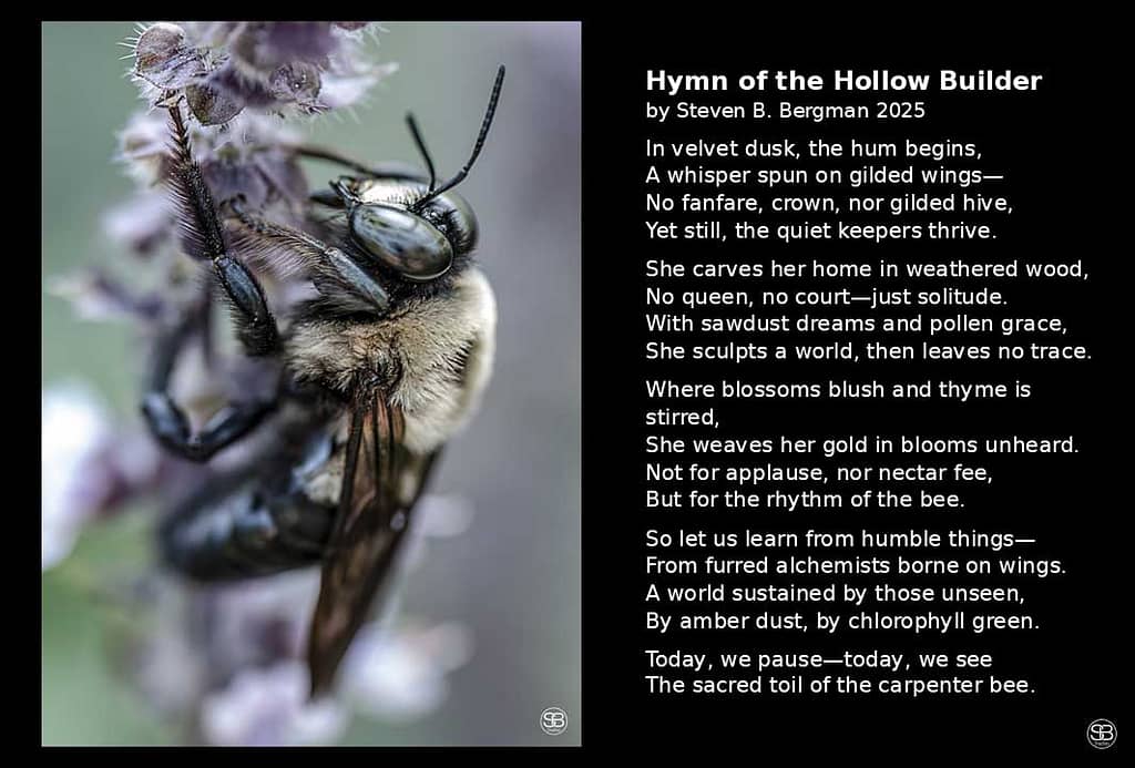 The Alchemist of the Air—Carpenter Bee in Reverent Repose by SB Studios 2025