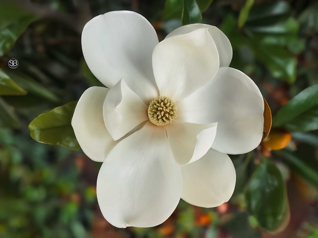 Primordial Grace—The Magnolia Testament Delmarva Peninsula Summer 2025 by SB Studios