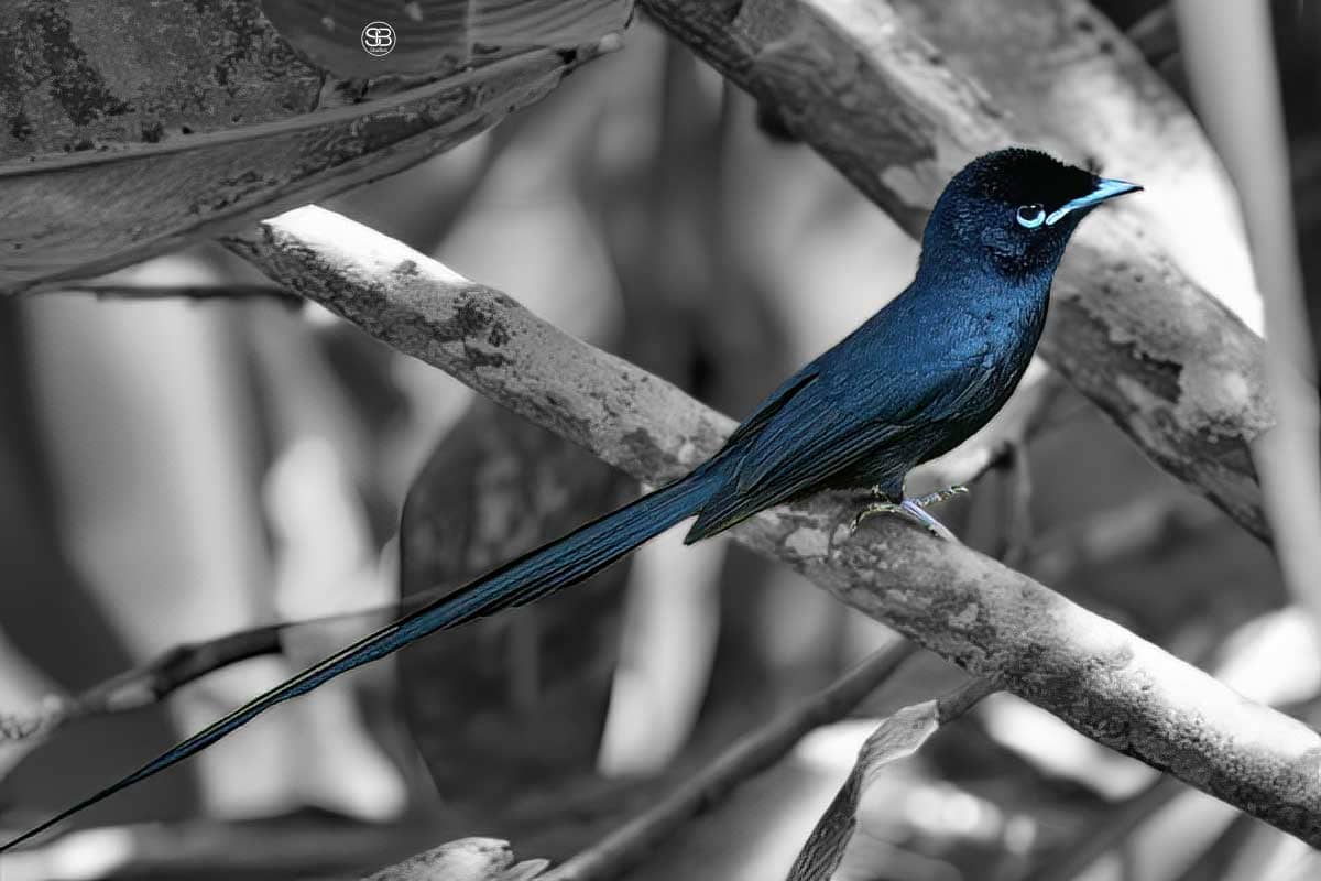 Seychelles Paradise Flycatcher (Terpsiphone corvina) by SB Studios Summer 2025