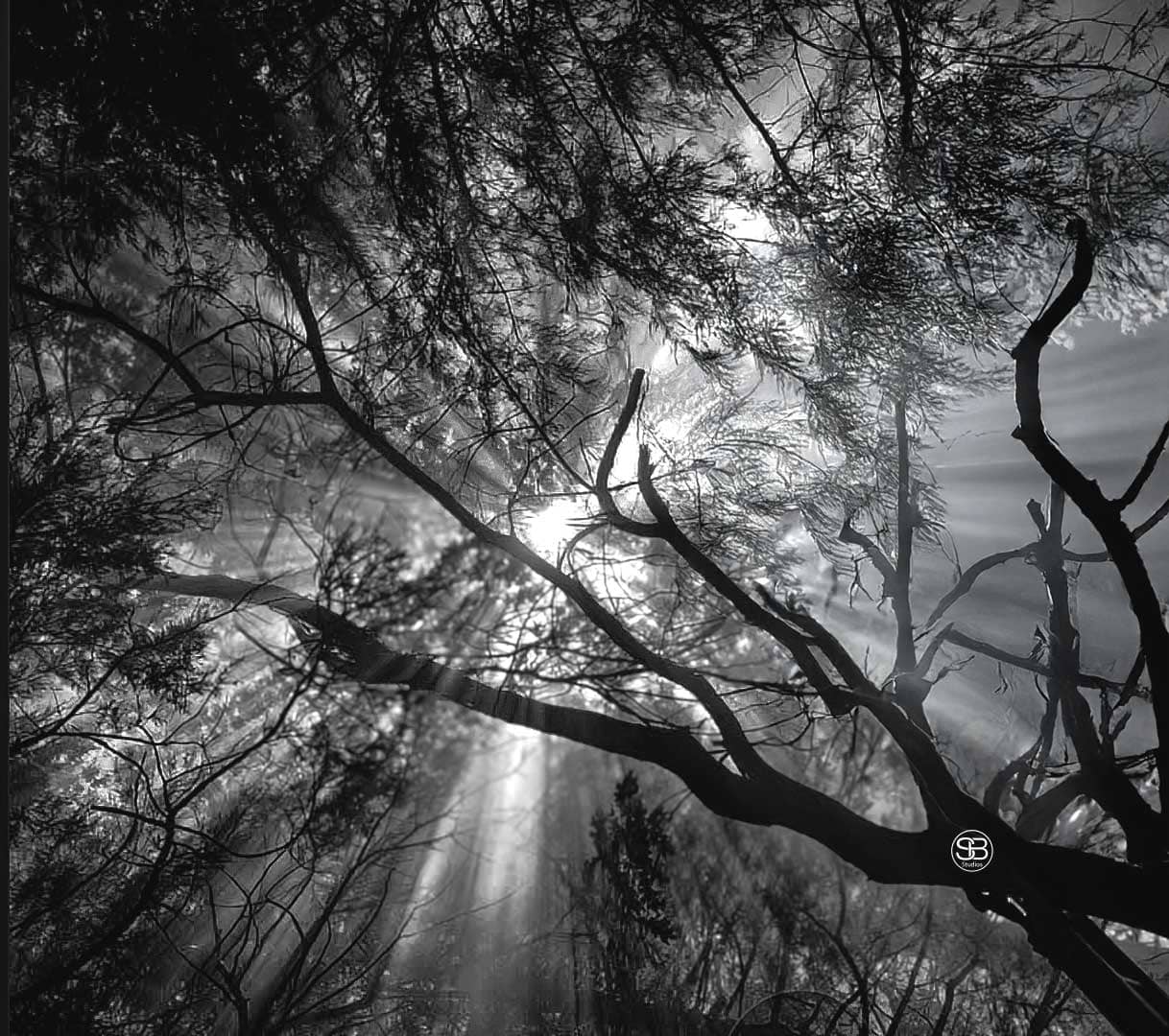 ©Silva-Obscura—Rays-Through-the-Pall-by-SB-Studios-2025