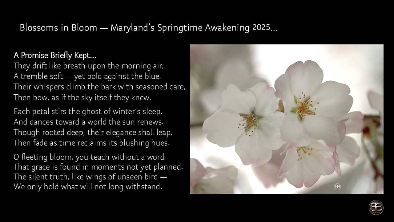 Blossoms in Bloom — Maryland’s Springtime Awakening 2025 by SB Studios…