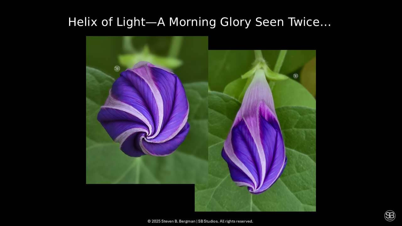Helix of Light—A Morning Glory Seen Twice Summer 2025 by SB Studios