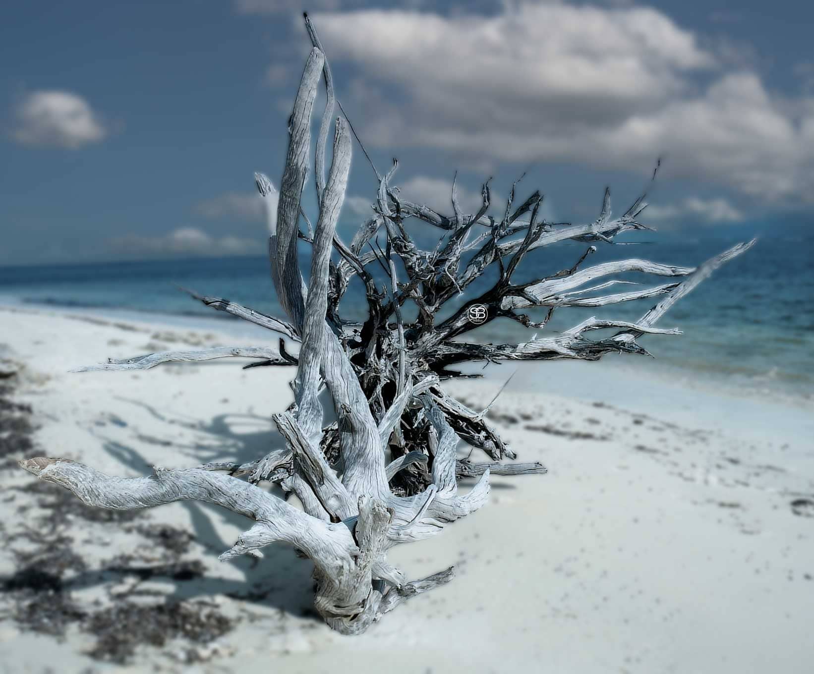 Satara Desroches — What the Sea Leaves Behind Desroches Island Seychelles Summer 2025 by SB Studios
