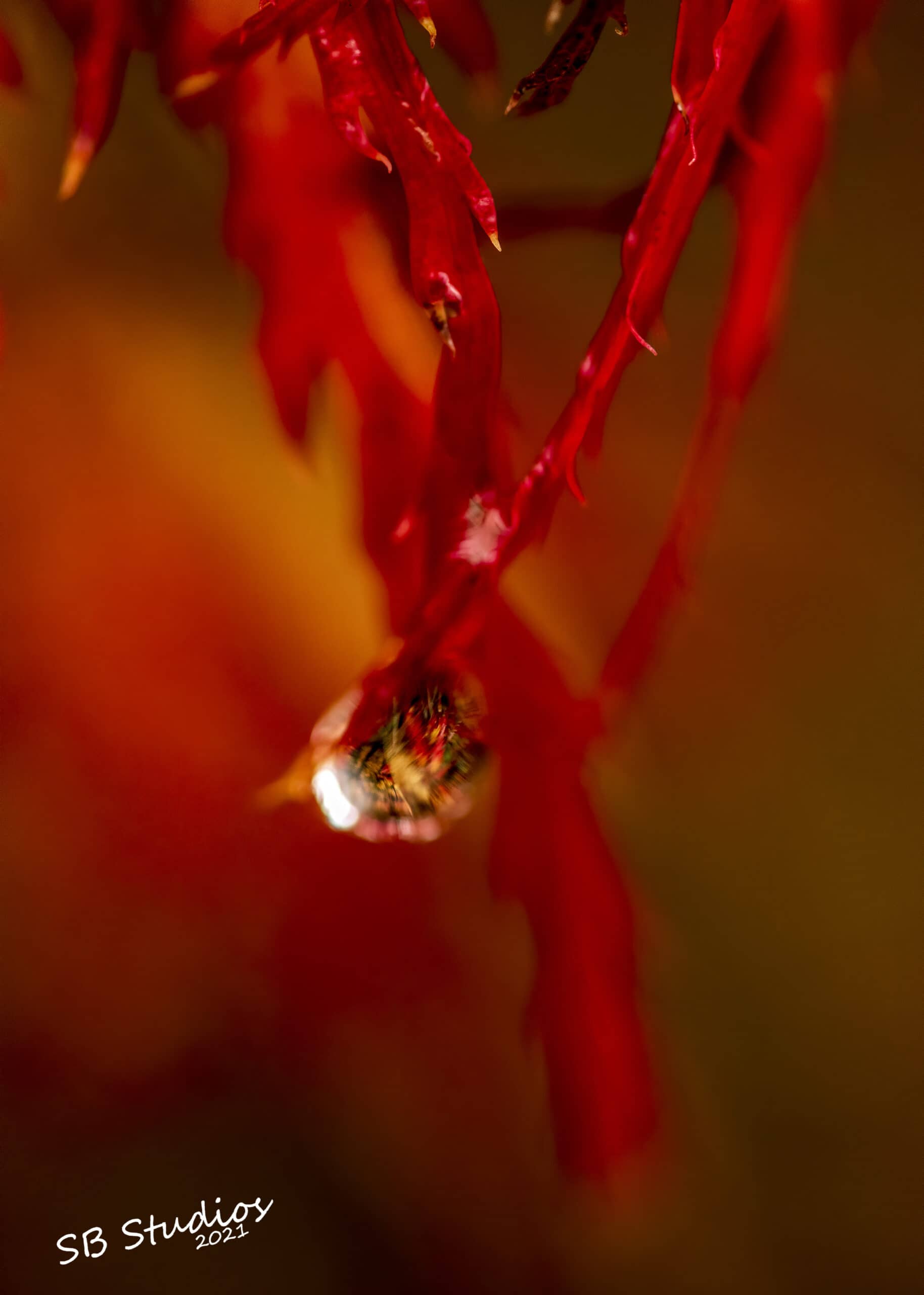 Rain Drop on Japanese Maple Leaf Cornell University Fall 2022