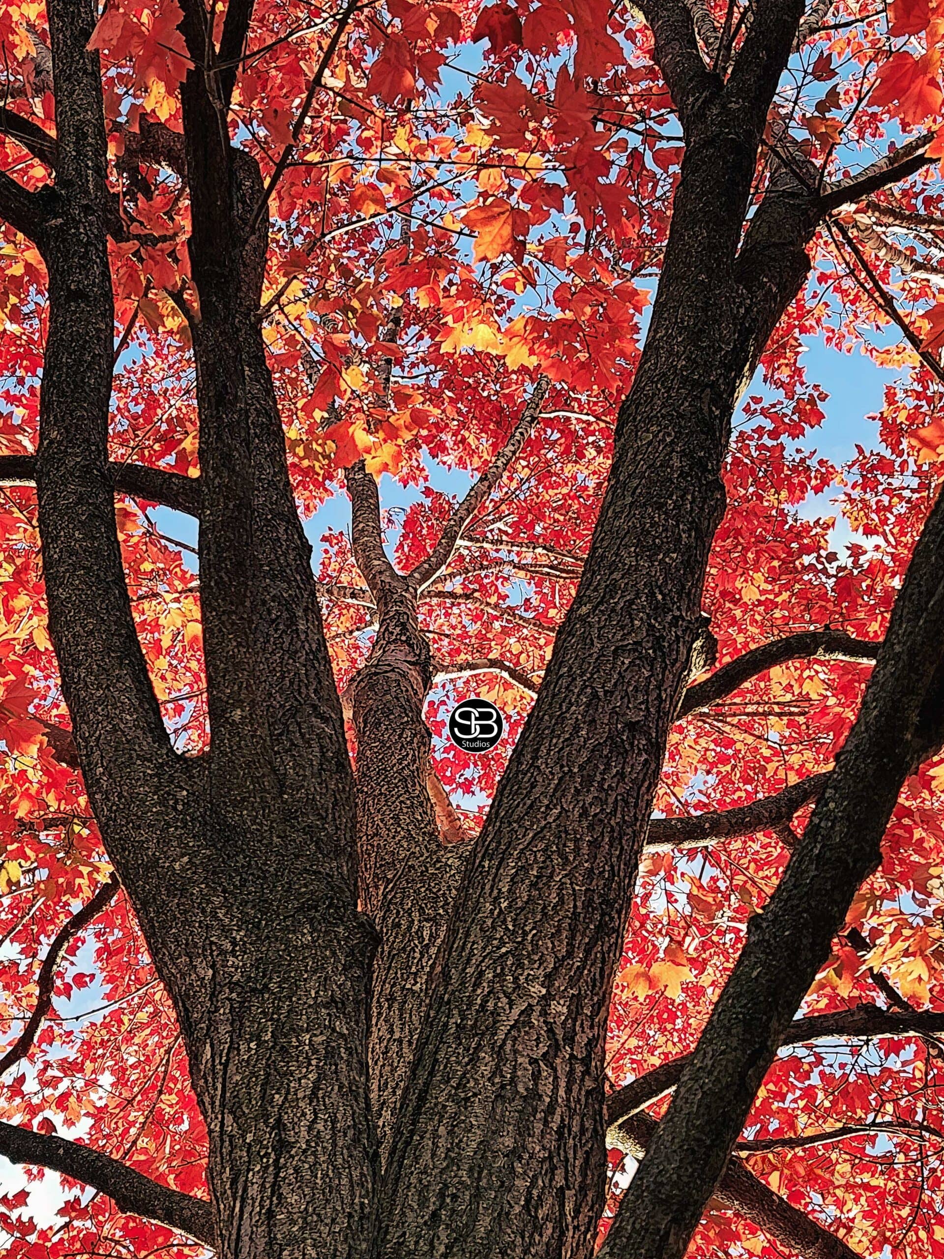 Fall-2024-Salisbury-University-by-SB-Studios