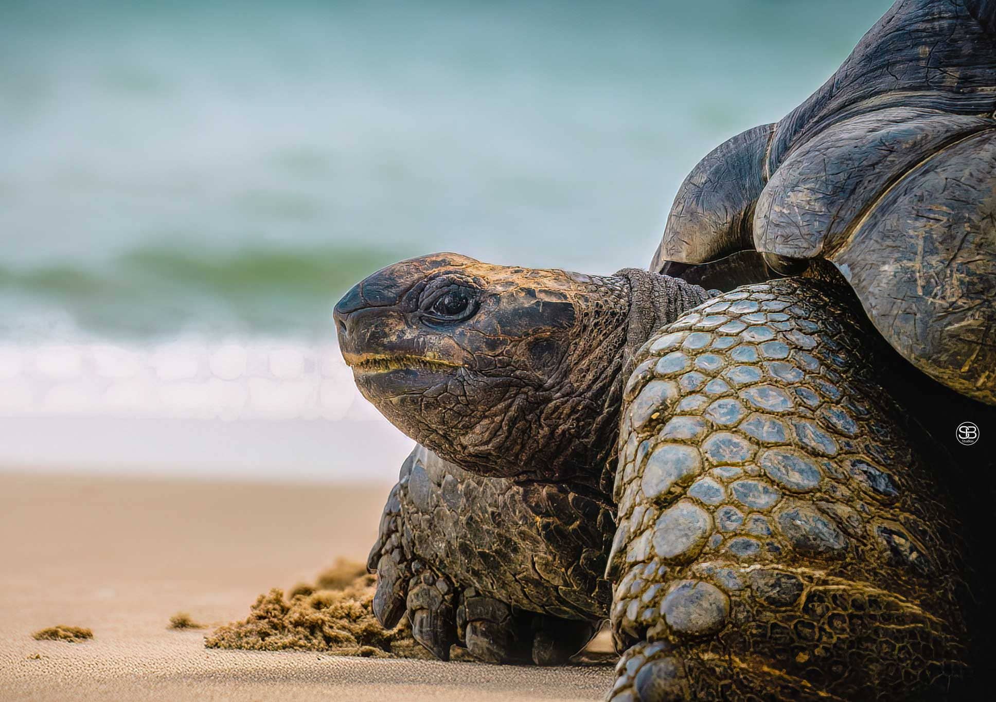 Seychelles Giant Tortoises (Aldabrachelys gigantea) by SB Studios Summer 2025