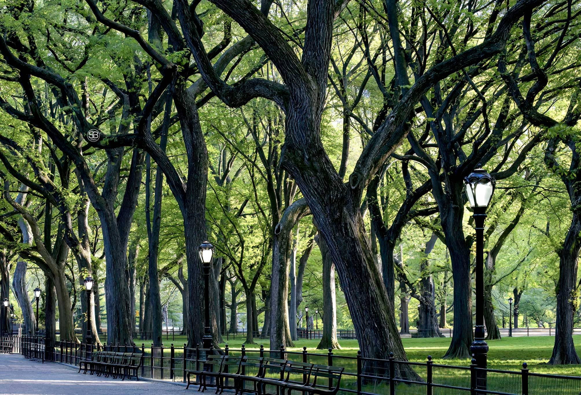 Cathedral-of-Elm—Central-Park’s-Quiet-Benediction-by-SB-Studios-Summer-2025