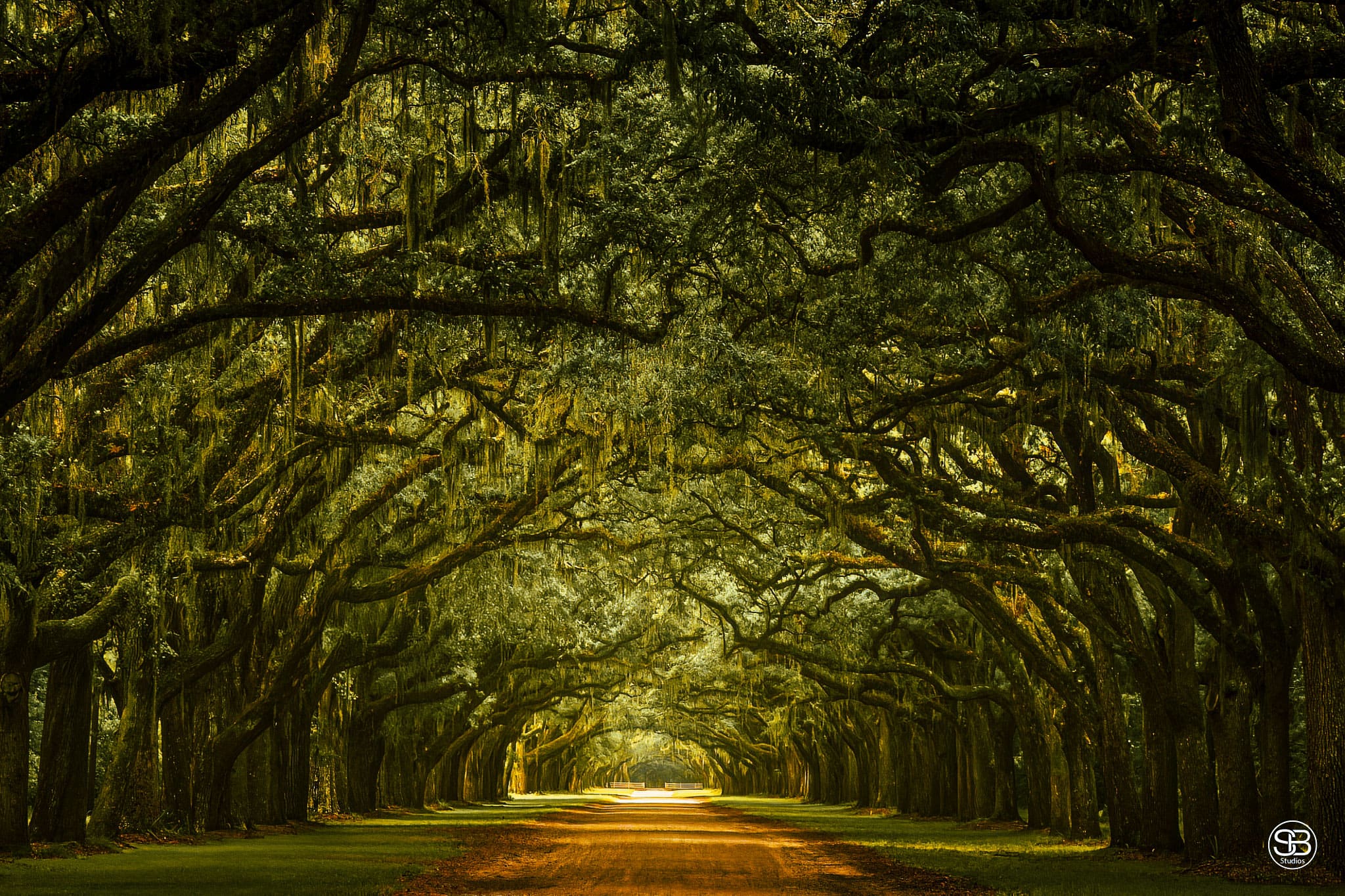 The Tunnel Of Trees at Wormsloe Historic Site Georgia by SB Studios 2024