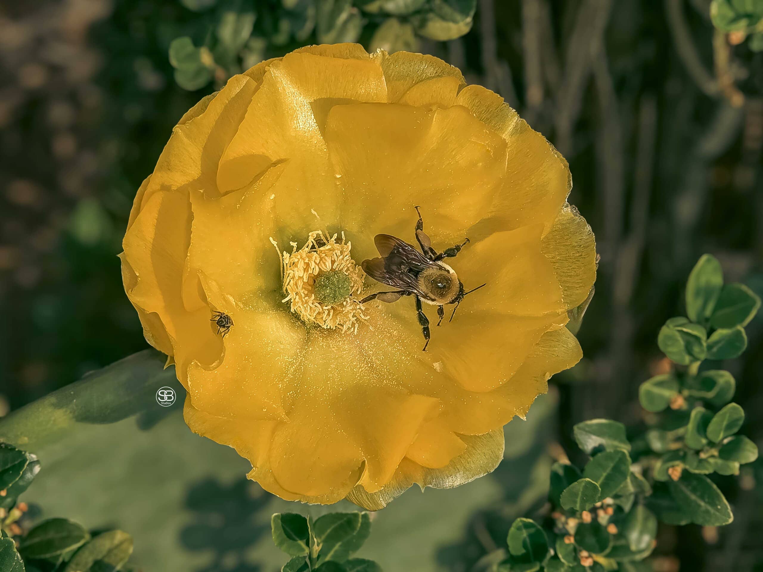 Pollen-Affairs—Bumble’s-Golden-Rendezvous-by-SB-Studios-June-2025