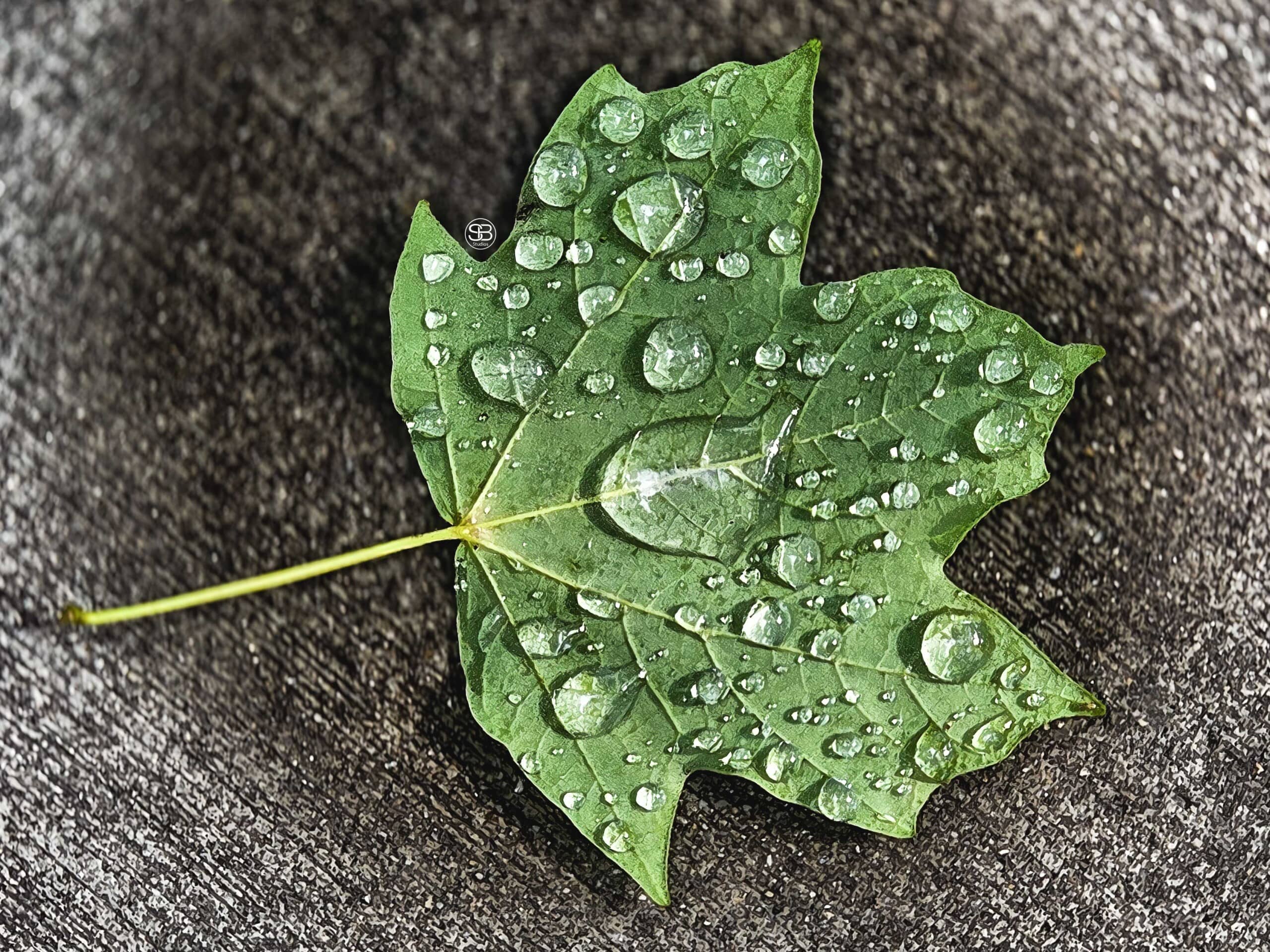 Ephemeral Inkwell—Where Rain Writes in Light by SB Studios Summer 2025