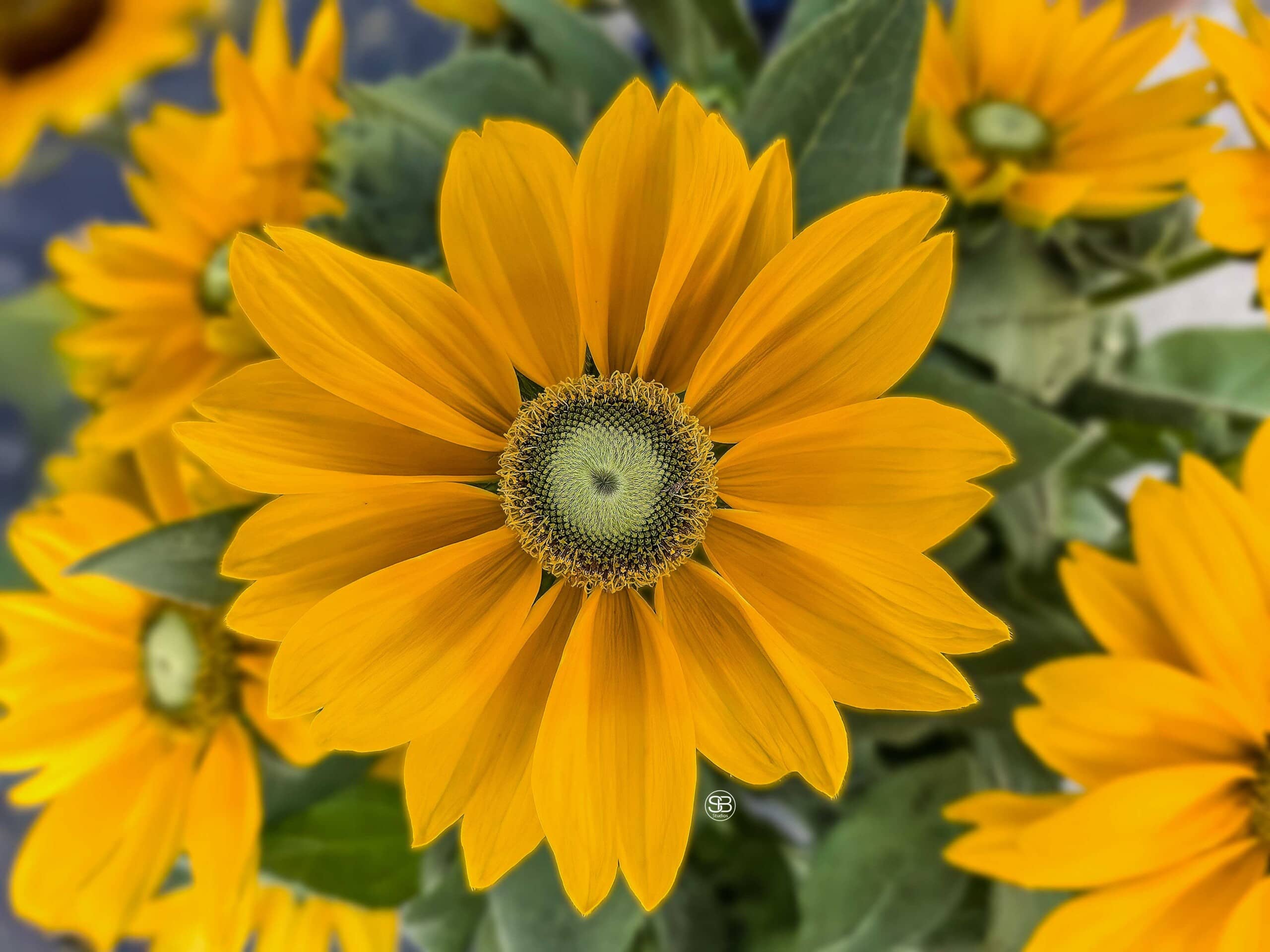 Helioglyph—Code of the Golden Bloom by SB Studios Summer 2025