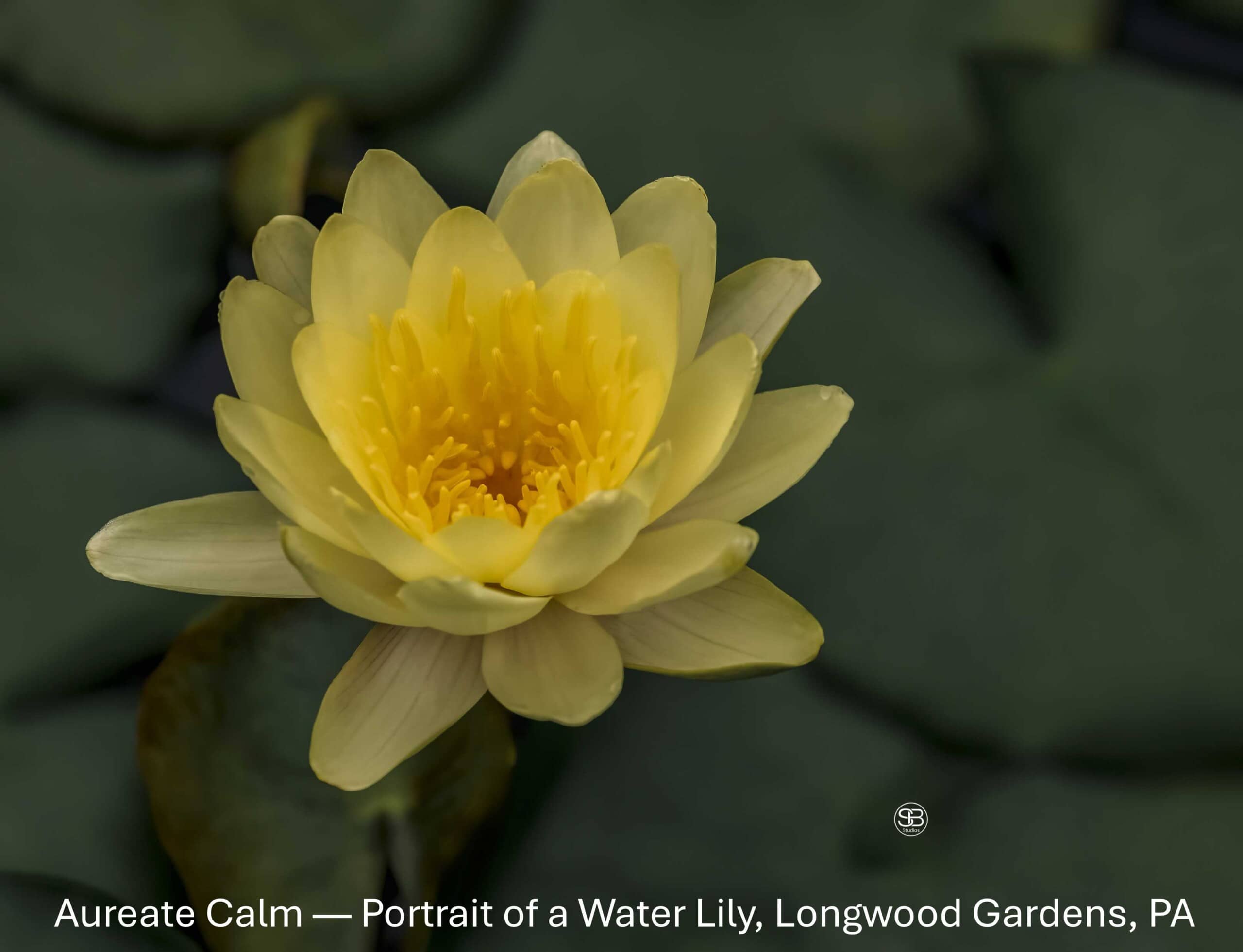 Aureate Calm—Portrait of a Water Lily, Longwood Gardens, PA by SB Studios 2025