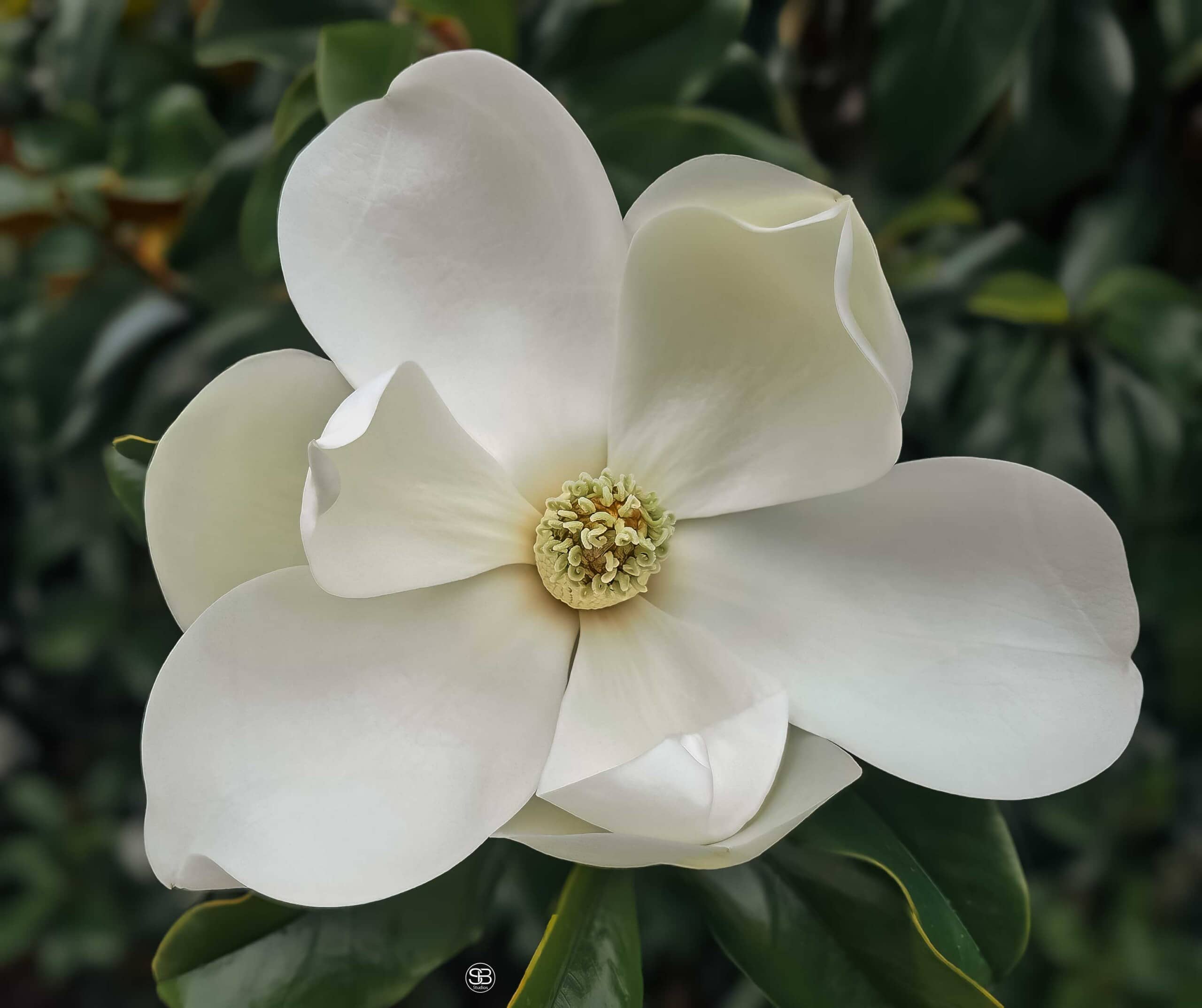 Magnolia-Blossom-Summer-2025-by-SB-Studios