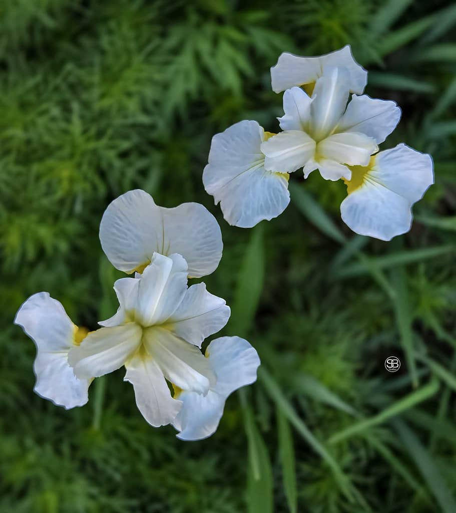 Twin-Elegy-—-Whispers-of-the-White-Iris-by-SB-Studios-2025